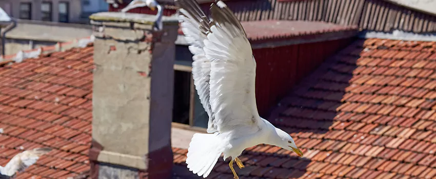 Residential Chimney Animal Removal Solution in Hermitage, PA